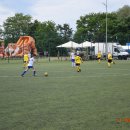 turt 31